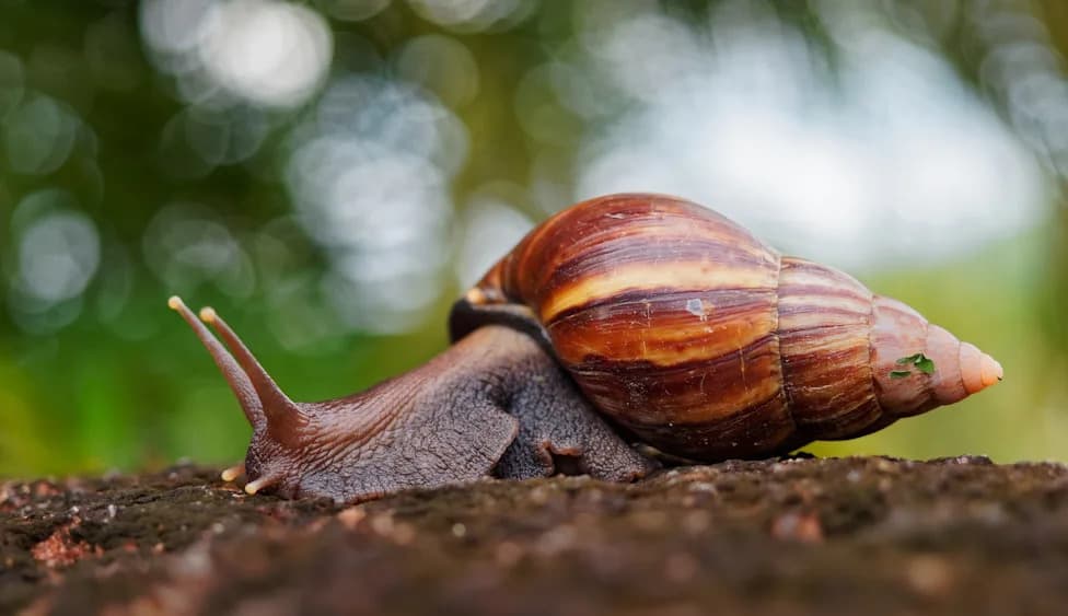 Southwest Florida Quarantined After Giant African Land Snail Returns — Officials Urge Residents To Report Sightings