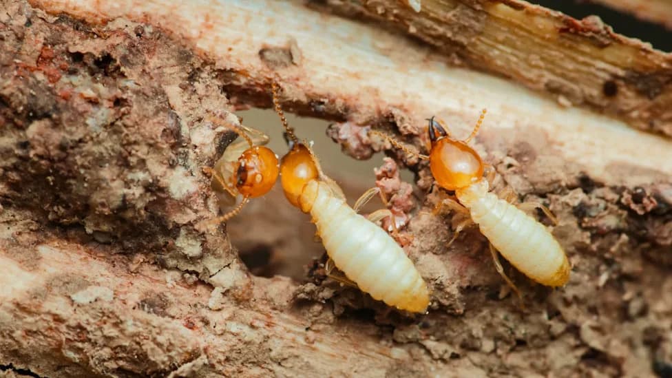 New Compound Forces Drywood Termites to Self-Destruct by Blocking Molting