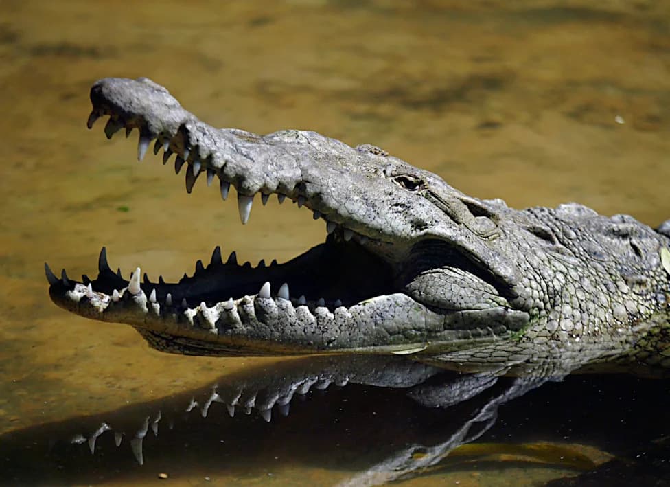 Court Blocks Ben-Gvir’s Plan To Use Crocodiles As Prison Deterrent