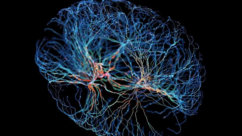 Brain Reorganizes As Tinnitus Becomes Chronic, Study Finds