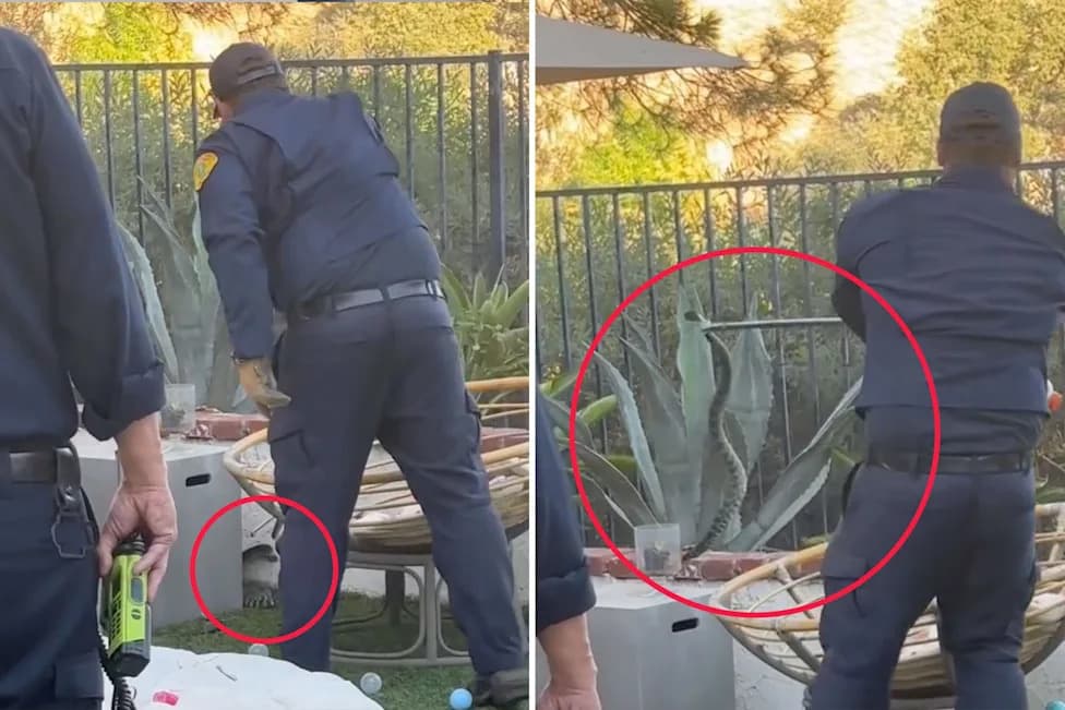 Large Rattlesnake Found Hiding Among Children’s Toys In Calabasas Backyard