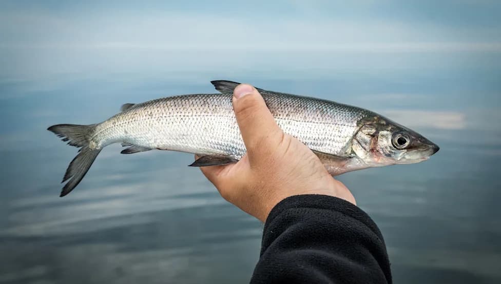 Great Lakes Whitefish Could Disappear Within Five Years as Invasive Mussels Collapse the Food Web