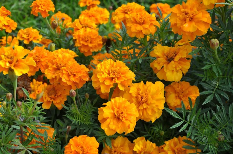 From Waste To Food: Marigold Flowers Yield Heat‑Stable Proteins With Food Applications