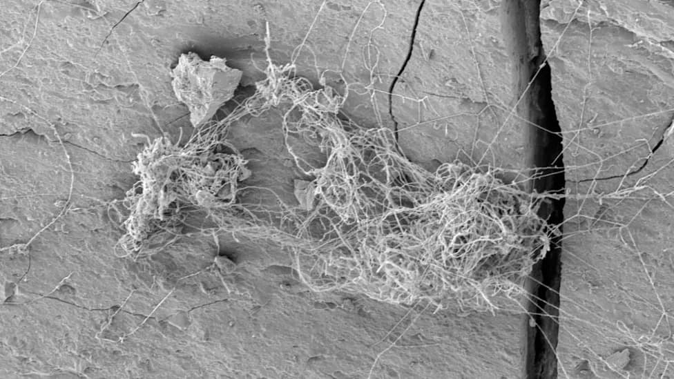 Deep Hidden Life: Rock‑Eating Fungi, Tardigrades and Worms Discovered in US Gas Shale