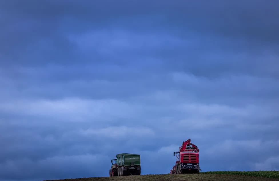 Historic Sugar Beet Shortfall Looms in Southern Germany — Output May Drop By One Third