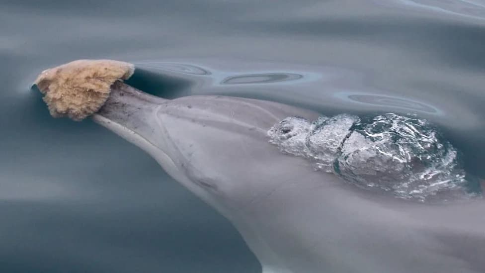 Dolphins' Sponge Foraging Leaves a Subtle Epigenetic Signature, Study Finds