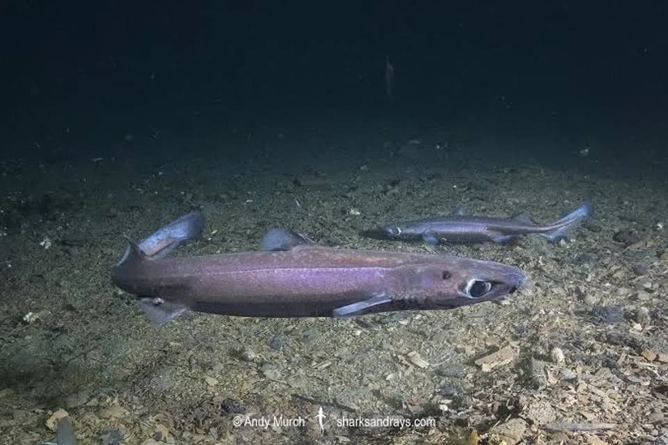319 Velvet Belly Lanternsharks Reveal a Hidden Nursery and Deep‑Sea Risk in the Adriatic