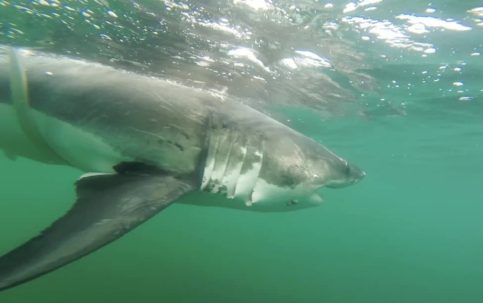Great White Sharks Are Pushing Further North Into Atlantic Canada as Populations Recover
