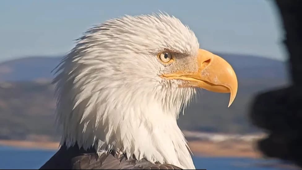 Internet-Famous Bald Eagle Jackie’s Anemia Worsens — PCV Falls to 13%