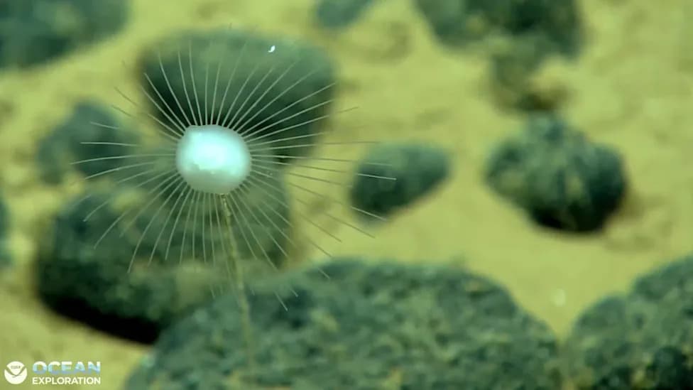 Watch NOAA’s Live Deep‑Sea Exploration Near the Cook Islands Tonight