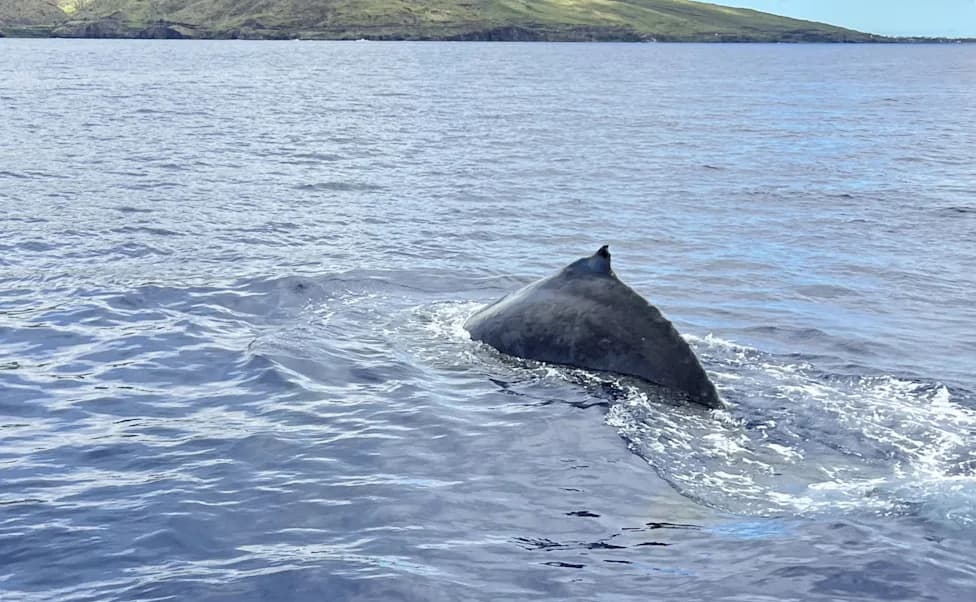 Study: Humpback Whales Can Sing Continuously For Up To 16 Hours — Song Patterns Mirror Dive Behavior