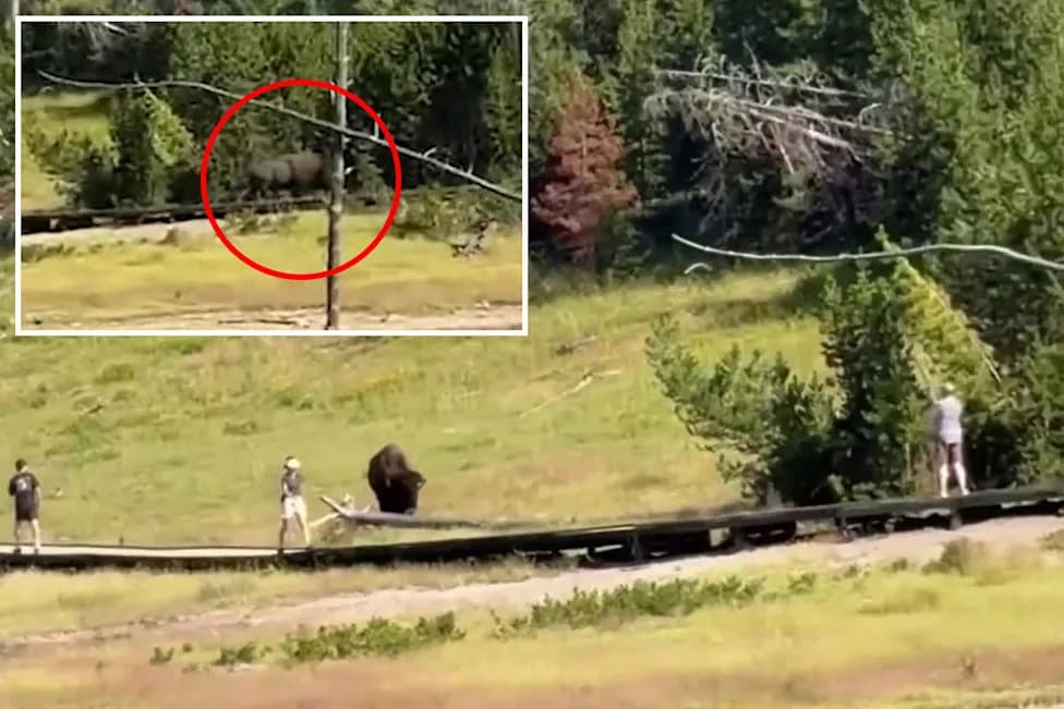 Child Chased by Bison at Yellowstone After Visitors Move Too Close — Video Shows Narrow Escape