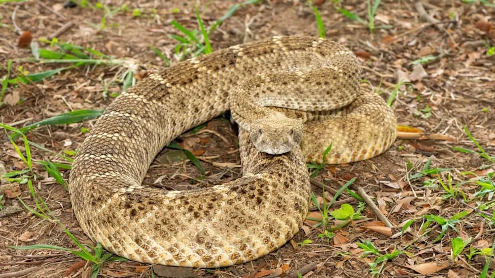 Rattlesnake Blood Proteins Could Enable Antivenom 10x More Potent Than Current Treatment