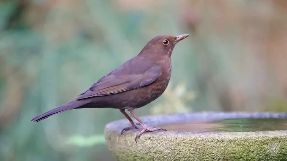 UCLA Study Finds Female Birds Across North America Live Shorter Lives Than Males