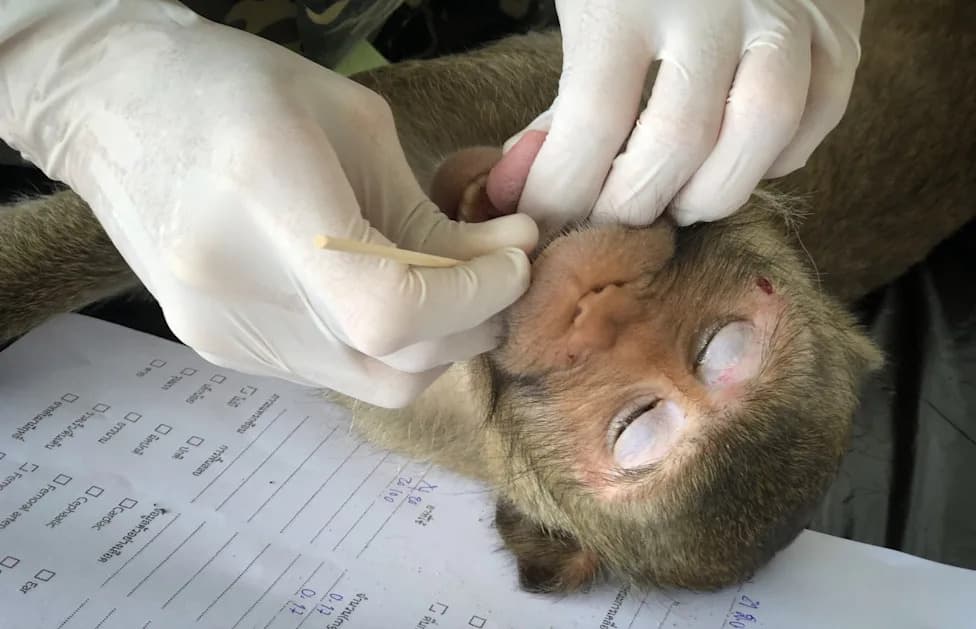 U.S. Rejects Second Petition to Protect Endangered Long-Tailed Macaques as Labs Import 30,000+ Annually