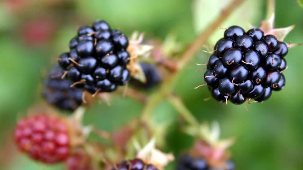 ‘Panic’ In The Hedgerows: Suffolk Blackberries Ripen Early After Extreme Heat