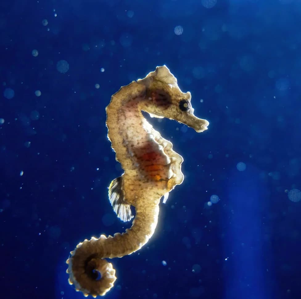 Inside Ravenna’s Seahorse Hospital: How Fishermen and Scientists Save Thousands