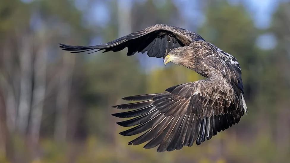 Six Young White-Tailed Eagles Released on Exmoor in Major Rewilding Push