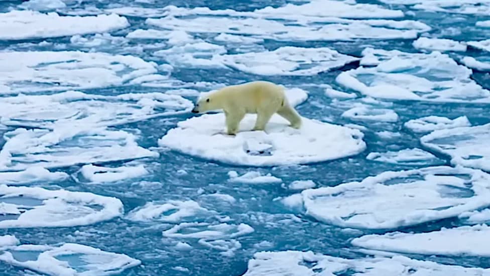 Mesmerizing Video: Polar Bear 'Surfs' Pancake Ice During Arctic Storm