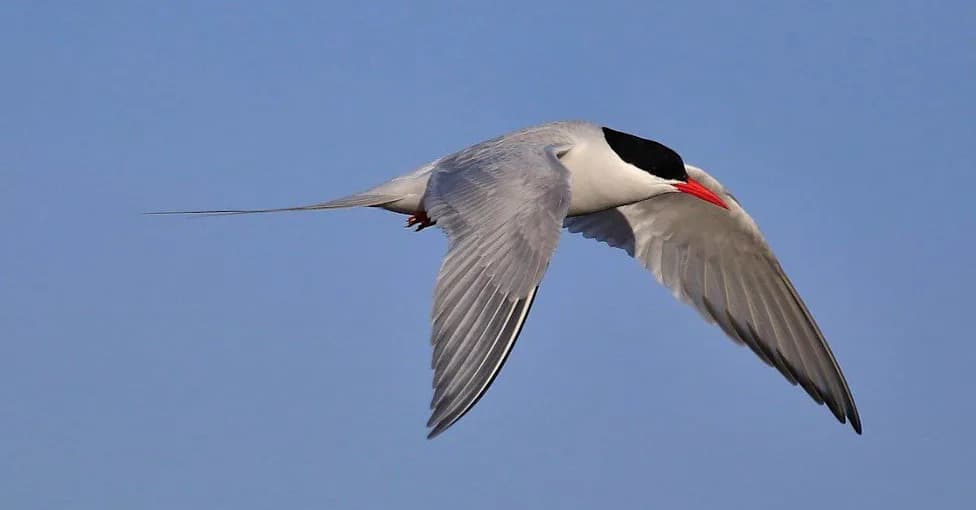 More Than Half of Migratory Bird Species Are Declining, Global Review Finds