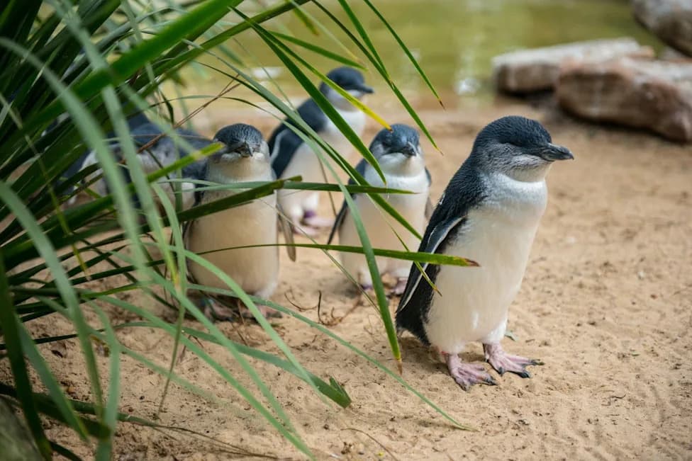 St Kilda Little Penguins Could Lose Up to 40% of Colony If H5 Bird Flu Reaches Shore