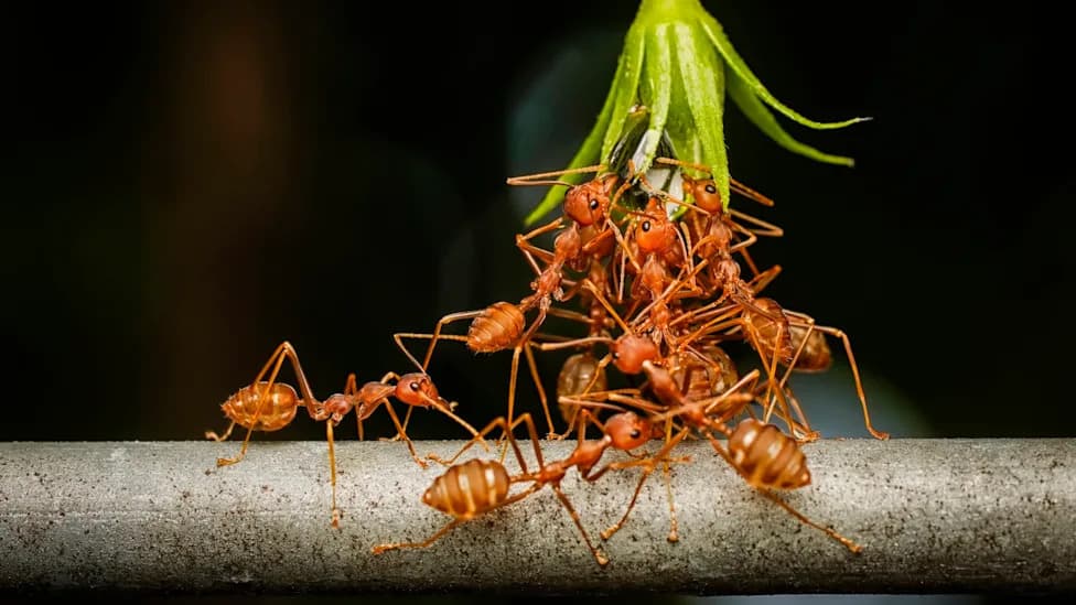 When More Is Better: How Ants Use Numbers To Solve Tougher Puzzles