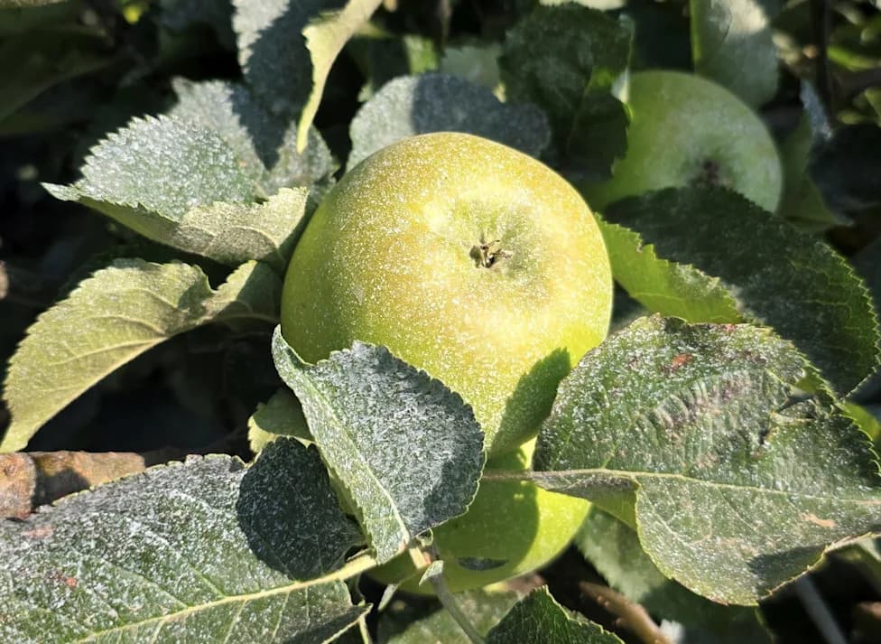 Farmer Coats Bramley Apples With Clay 'Sunblock' To Prevent Fruit 'Cooking' During Heat Wave
