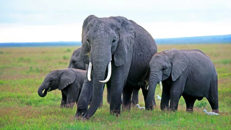 Mystery in Amboseli: 15 Elephants Found Dead — Cyanide Traces Raise Fears Over Pesticides