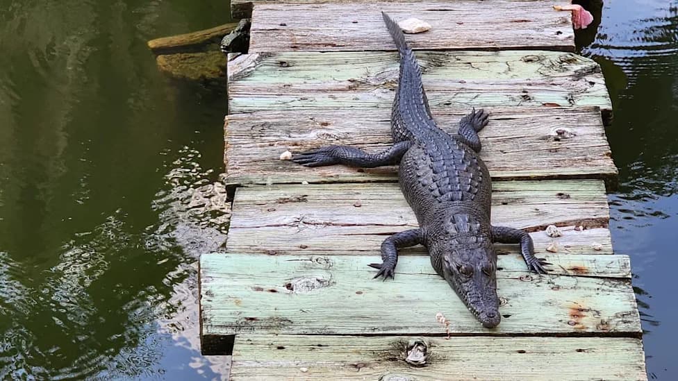 No Shoreline Left: American Crocodiles in Florida Turn to Docks, Jet Skis and Paddleboards