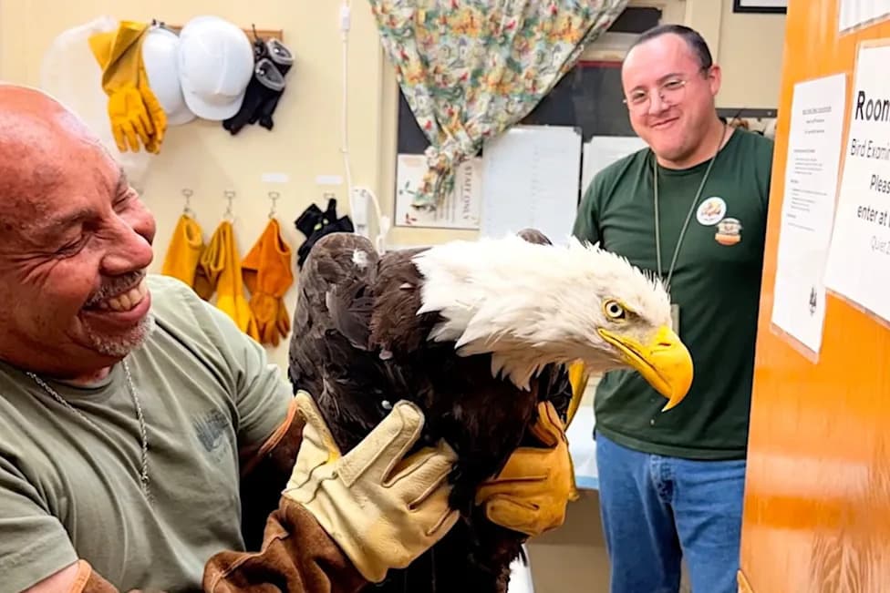 Beloved Big Bear Eagle Jackie’s Health Declines After Suspected Eagle Attack