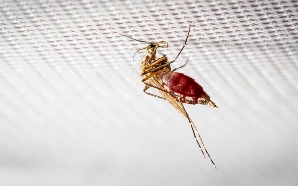 Inside LSHTM's Underground Insectary: How 'Princess Mosquitoes' Are Helping Scientists Prepare for a Warming Britain