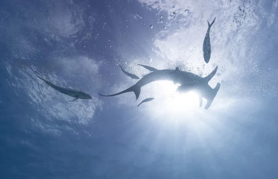 Unexpected Hammerheads Near Block Island: First Successful Hammerhead Tag Off Rhode Island