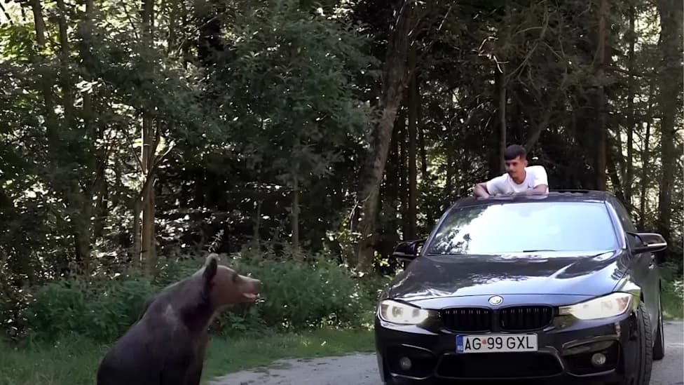 Tourists Feeding Bears on Romania’s Famous Transfăgărășan Sparks Safety Fears as Hunting Quota Nears Doubling