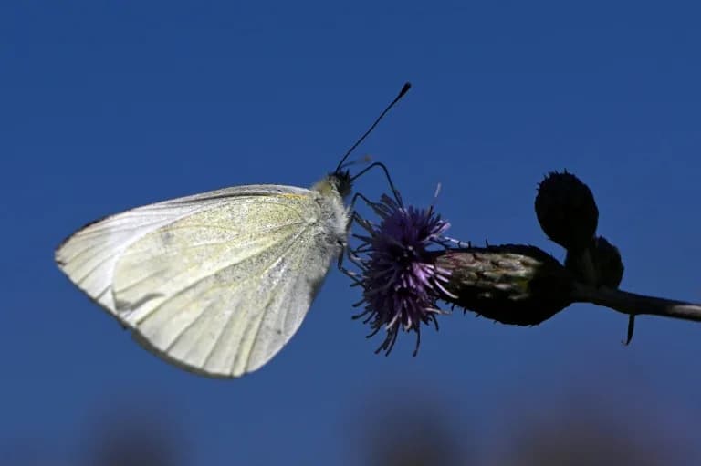 Butterflies on the Move: Climate Warming Reshapes Ranges of 1,700 Species