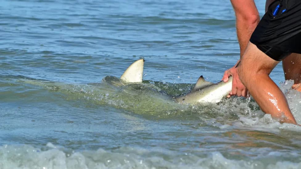 Daring Rescue: Los Angeles Angler Reaches Into 8‑Foot Shark’s Mouth to Remove Hook and Releases It