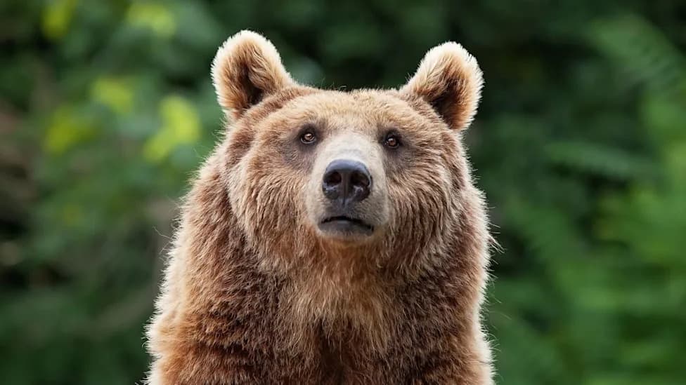 Humans: The Predator Even Bears and Mountain Lions Avoid — What New Studies Reveal