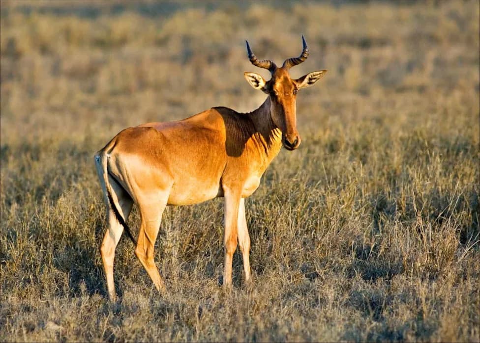 From 16,000 to Fewer Than 500: Can the Hirola — Africa’s 'Ghost of the Horn' — Be Saved?