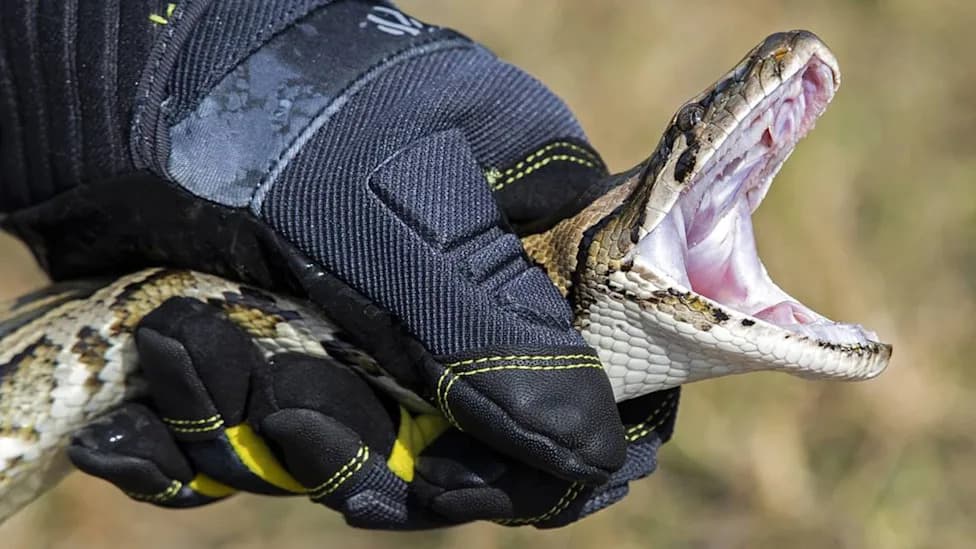 Florida Python Challenge 2026: Tom Rahill Breaks Record With 96 Pythons, Wins $10,000