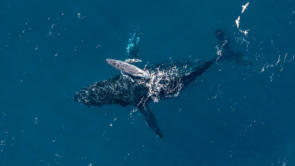 Drone Captures Rare Humpback Whale Birth Off New South Wales — Possible First Full Drone Video