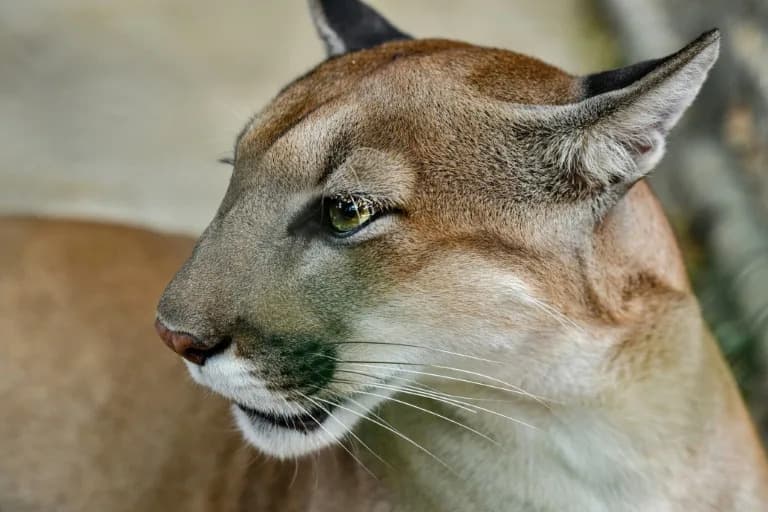Mountain Lions Cut Deer-Vehicle Crashes Up to 76% on Washington’s Olympic Peninsula