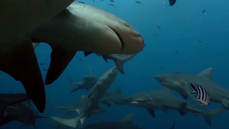 Bull Sharks Prefer Their Kin: Study Coins ‘Kinfluence’ in Shark Social Networks