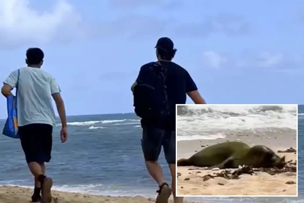 Authorities Seek Two Men After Rock Thrown at Endangered Hawaiian Monk Seal on Diamond Head Beach
