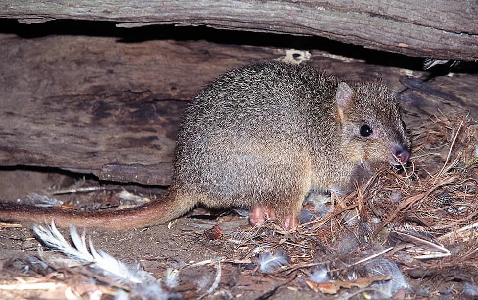 Australia Pours A$2.7M Into Campaign To Eradicate Feral Cats From Kangaroo Island