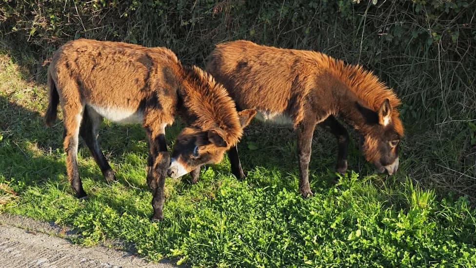 Rescued Donkeys Become Spain’s Low‑Tech Firefighters — Grazing To Prevent Wildfires