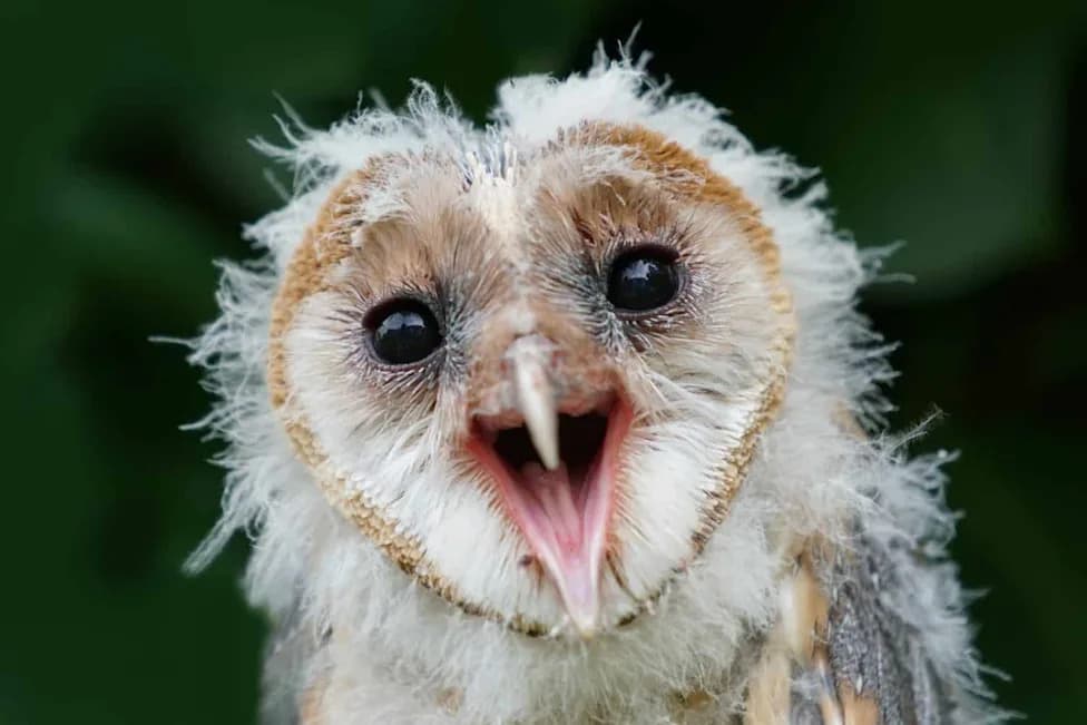 Barn Owl Families Cut Vineyard Rodent Damage — Up To 4,000 Pests Removed Per Year
