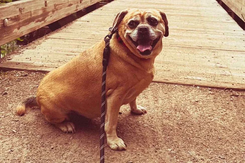 New Illinois Law Lets Courts Prioritize Pets' Well‑Being in Custody Disputes