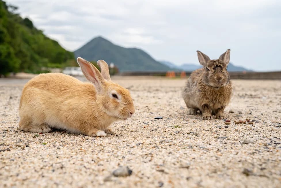 Tourist Feeding on Japan's 'Rabbit Island' May Be Driving Wild Boars To Hunt Rabbits