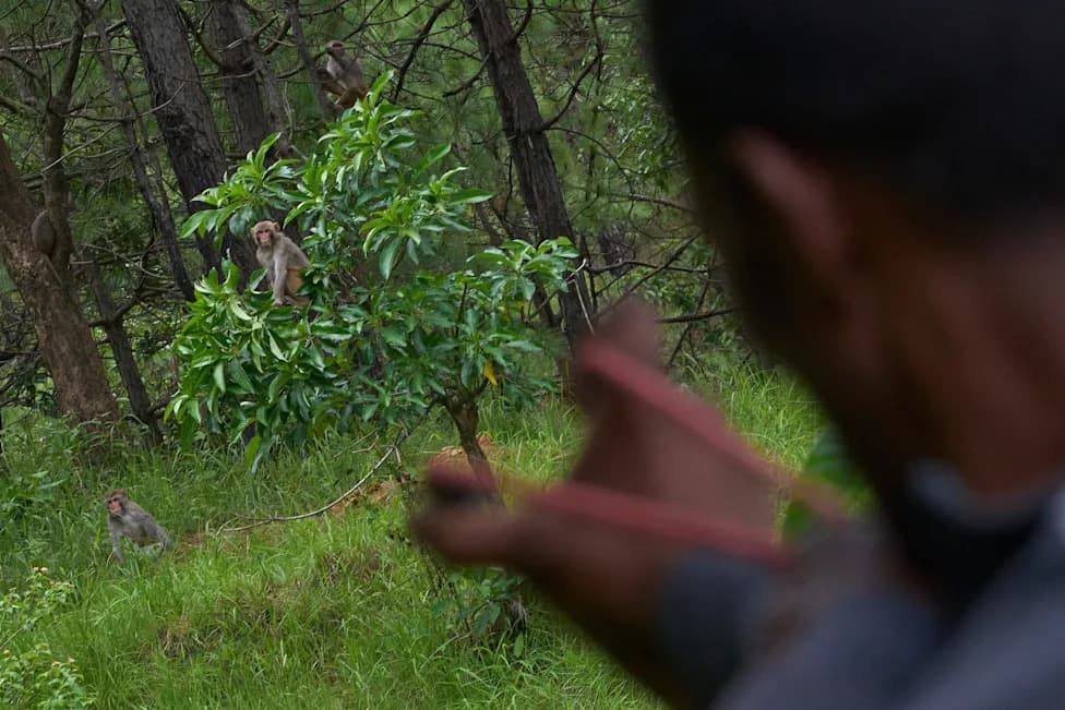 Crop‑Raiding Macaques Devastate Nepal's Rural Farms — Villagers Keep Watch at Dawn
