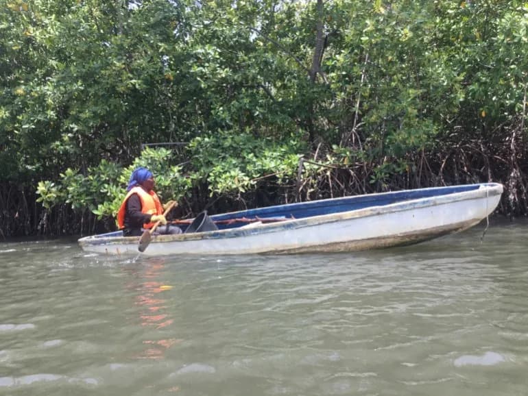 Gambian Women Replant Mangroves to Shield Banjul — One Seedling at a Time