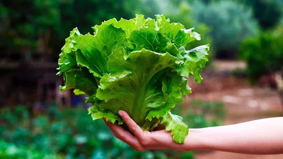 Plants That Make Meat: Lettuce and Tobacco Engineered To Produce Myoglobin